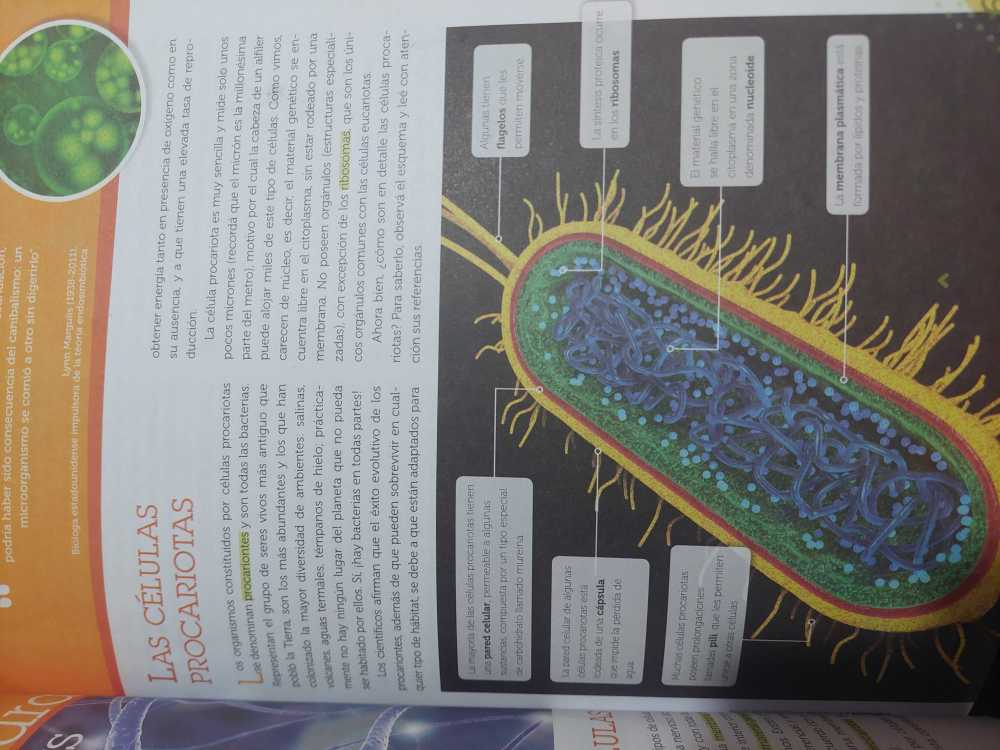 Foto 2 de Biología 2